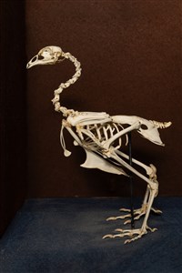 Image description is not available for 1983.34.1